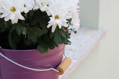 Close-up of potted plant