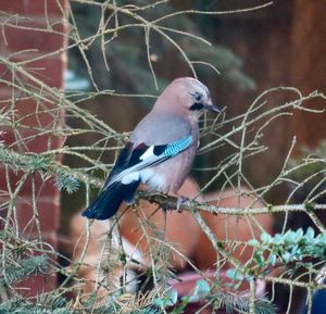 Close-up of bird perching on branch