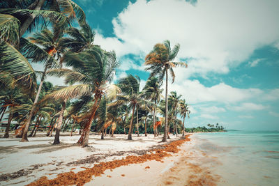 Palm trees on beach against sky