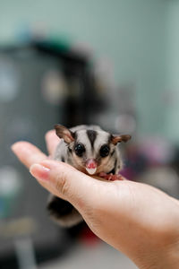 Close-up of hand feeding cat