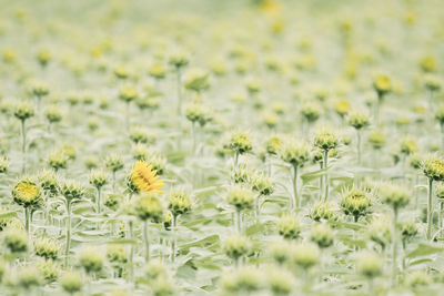 Close-up of yellow flowering plants on field