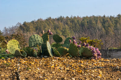 Plants growing on field against sky during autumn