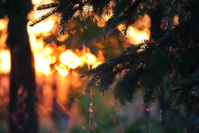 Close-up of pine tree during sunset