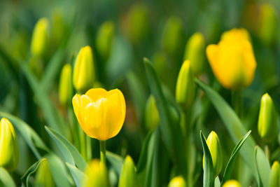 Close-up of yellow tulip flower