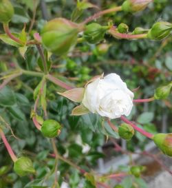 Close-up of white rose on plant