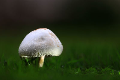 Mushroom in the garden