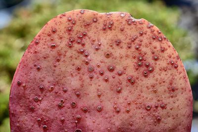 Close-up of red leaf