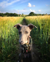 Portrait of dog on field