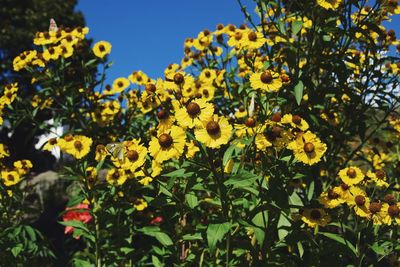 Yellow flowering plants on field against sky