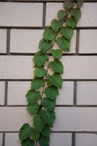 Close-up of leaves against wall