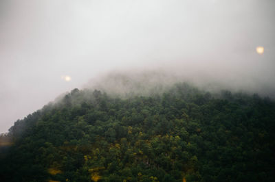 Trees in foggy weather