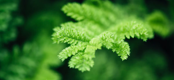 Close-up of fresh green leaves