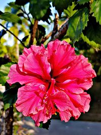 Close-up of pink hibiscus blooming outdoors
