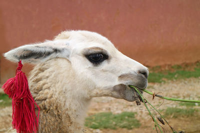 Close-up of a white llama eating at the village of chinchero, urubamba, cusco region, peru