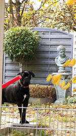 Dog statue against plants