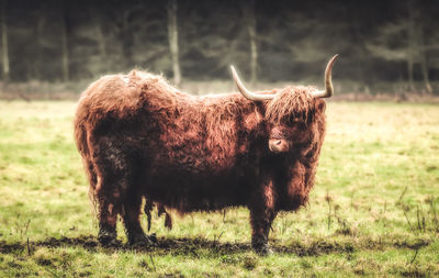 Highland cattle standing on grassy field