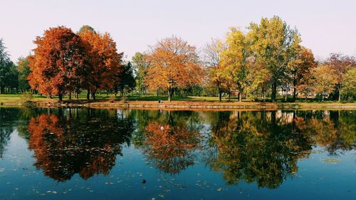 Reflection of trees in water
