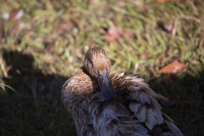 Domestic duck grooming in a grassy area near other ducks