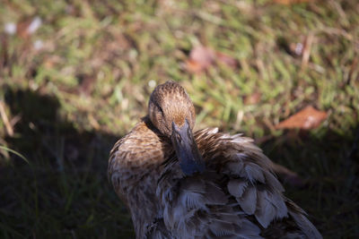 Close-up of bird perching on a field