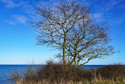 Bare tree on field by sea against blue sky