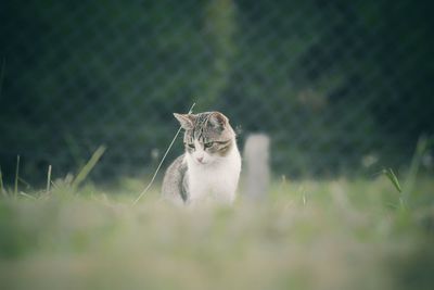 Cat sitting on field