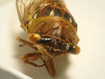 Close-up of insect