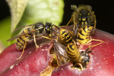 A small number of wasps burrowing into an apple.