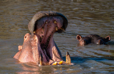 The common hippopotamus  hippo lying in water