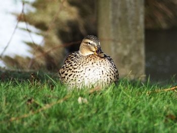 Bird perching on a field