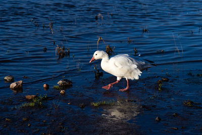 White-morph snow goose walking along the st. lawrence river 