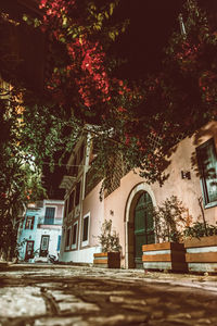 Trees in a house