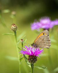 Close-up of butterfly pollinating on purple flower