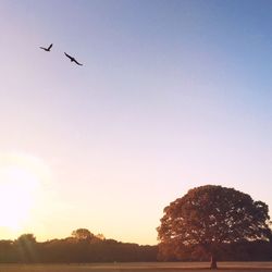 Bird flying against sky at dusk