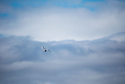 Low angle view of bird flying in sky