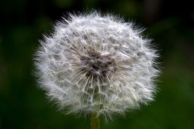 Close-up of dandelion flower