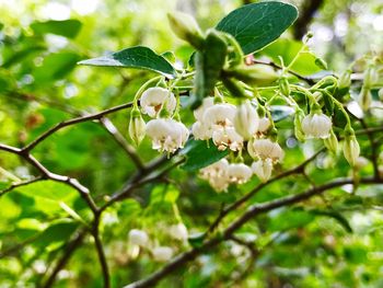 Close-up of white flowers blooming on tree