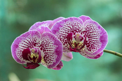 Close-up of pink orchid flower
