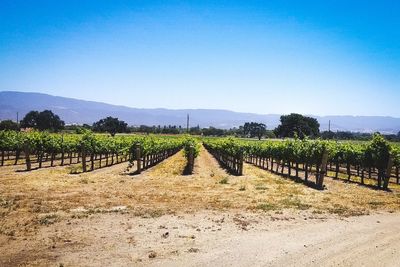 Scenic view of agricultural field against clear blue sky