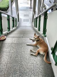 Dog on floor