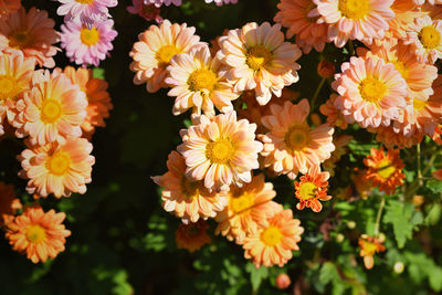 Close-up of yellow daisy flowers