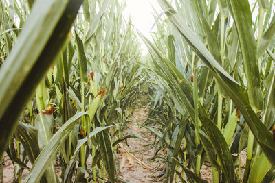 Close-up of crops growing on field