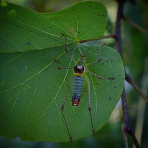 Close-up of insect on leaf