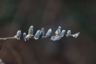 Close-up of flowers on twig