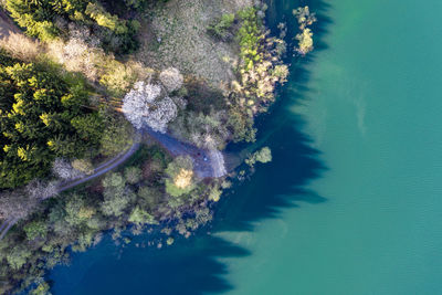 High angle view of plants by sea