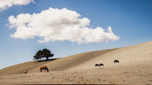 Scenic view of desert against sky