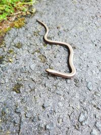 High angle view of lizard on rock