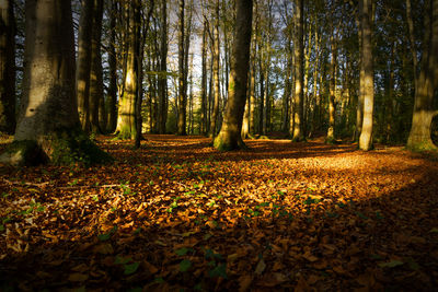 Trees growing in forest during autumn