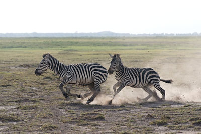 Zebra standing on field