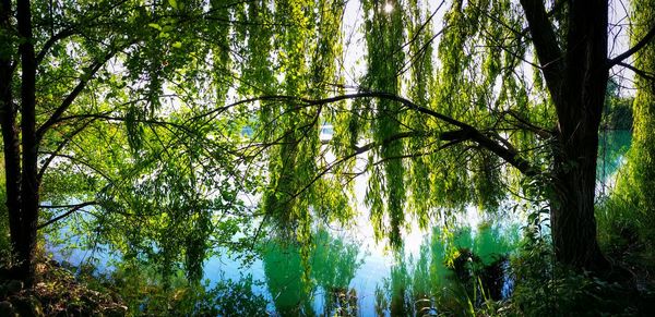 Low angle view of trees in forest