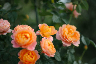 Close-up of orange flowering plants